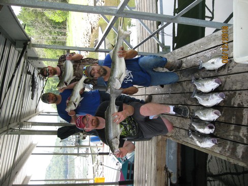 Nice Striped Bass